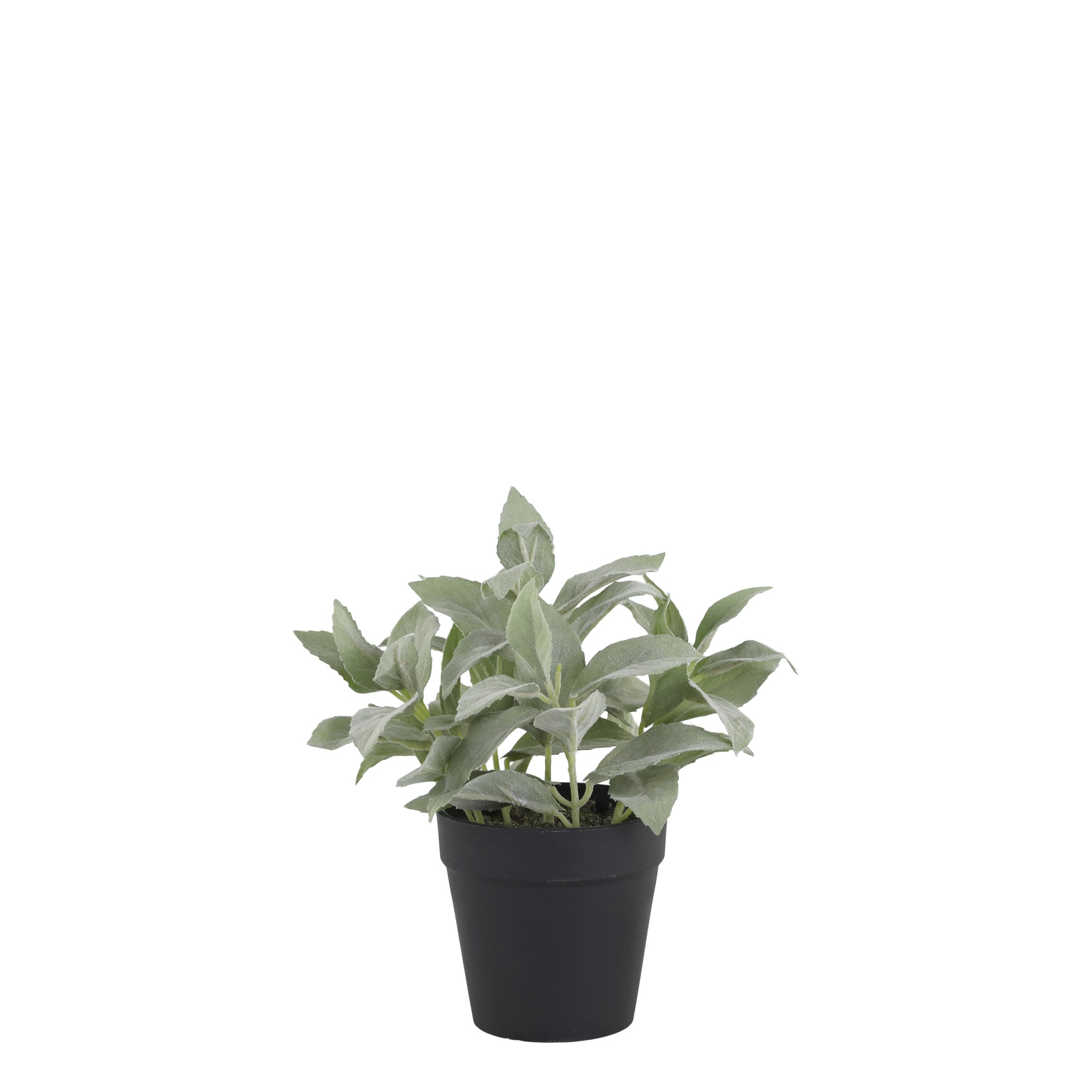 Fleur plante, H23Ø10