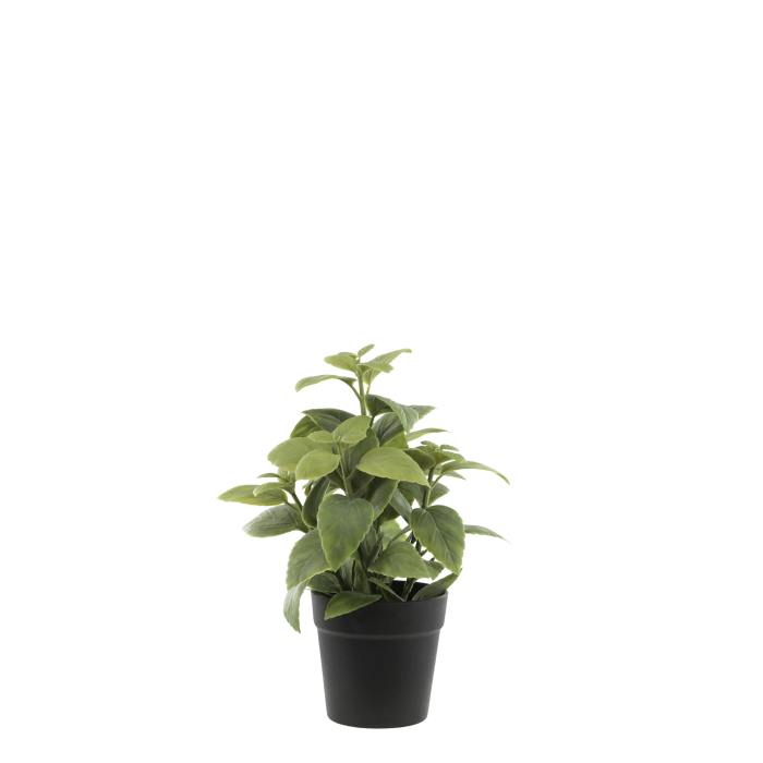 Fleur mynte h25/ø23