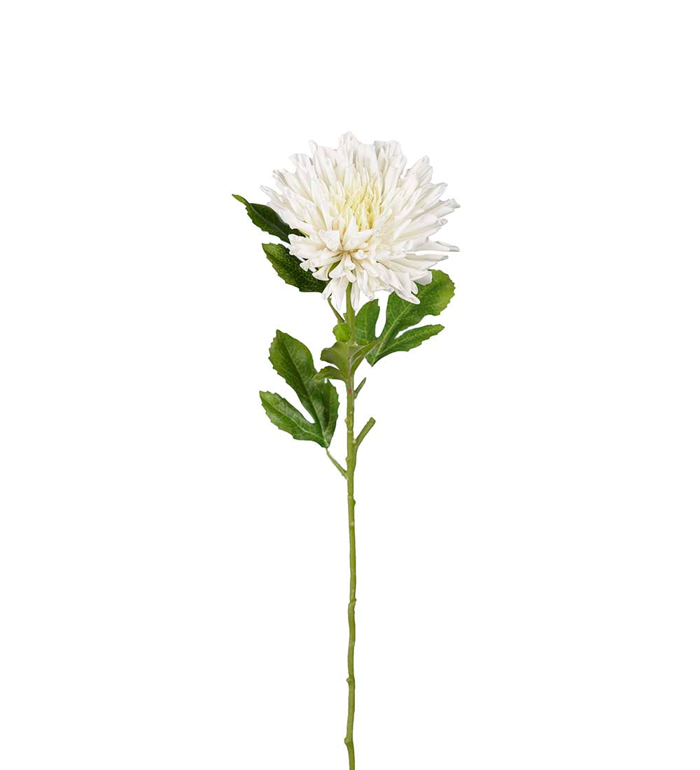 Chrysanthemum 8
