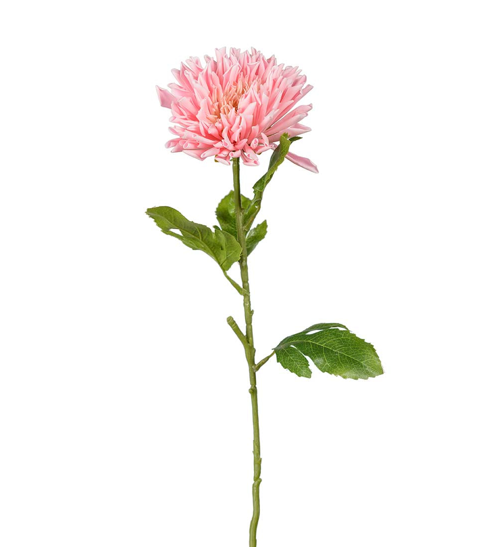 Chrysanthemum Pink
