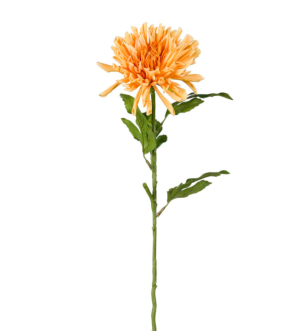 Chrysanthemum 7