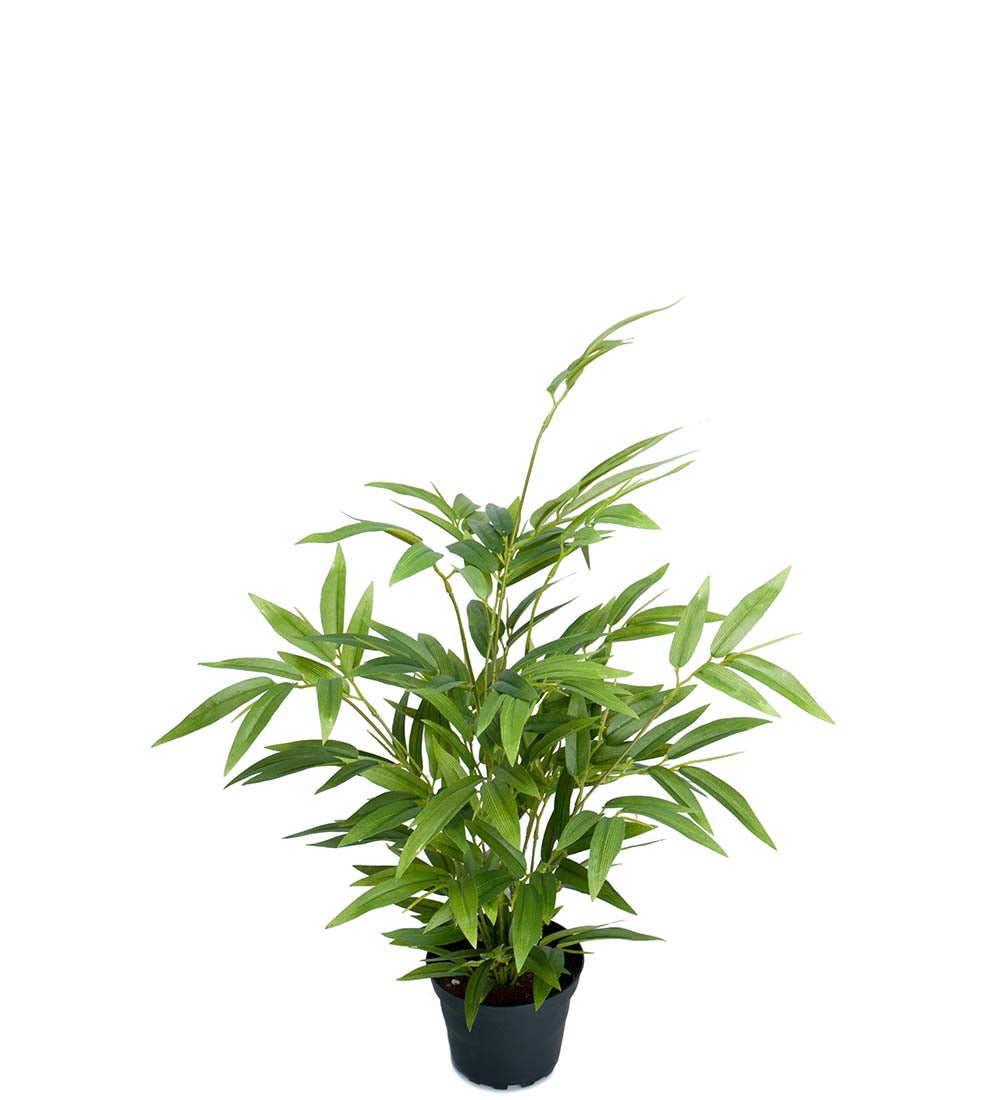 Bambus plante 45 cm.