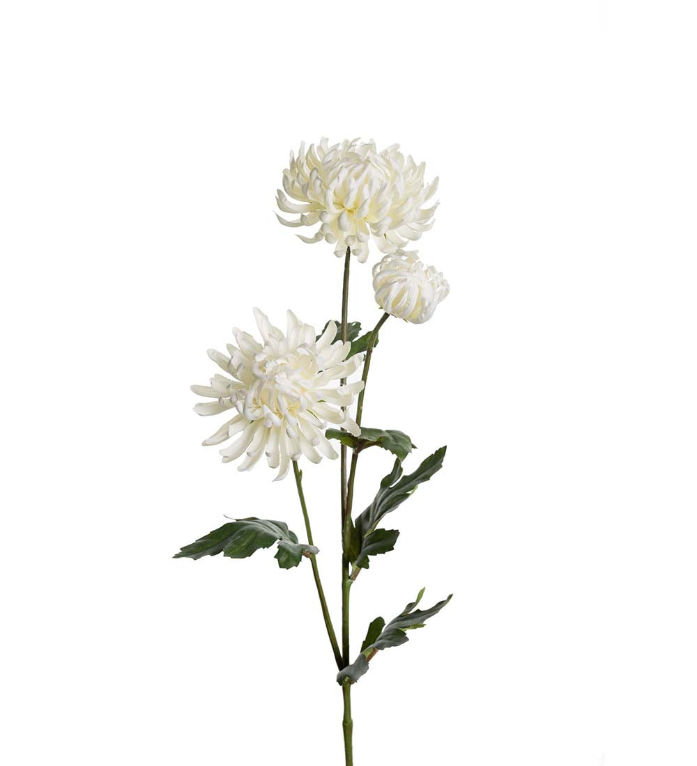 Chrysanthemum 5
