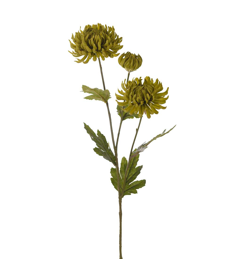Chrysanthemum