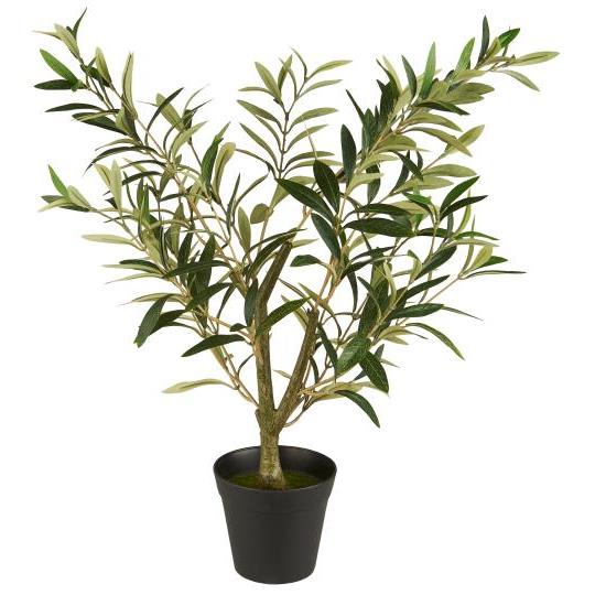 Olivenbusk i potte