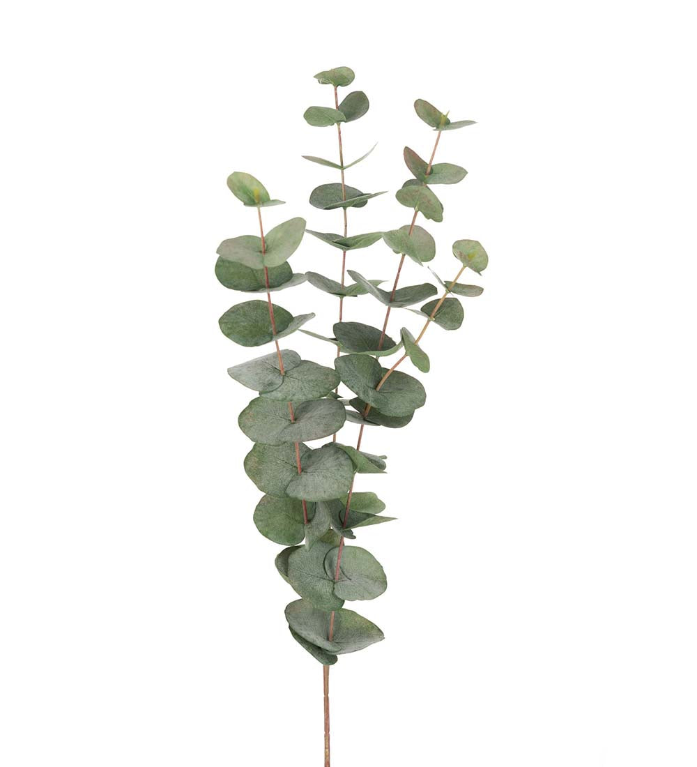 Eucalyptus 60 cm. grøn