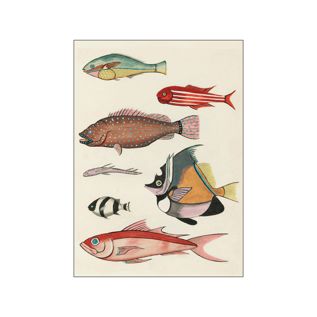 Colorful fishes llll - 50 x 70cm