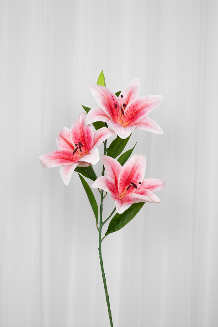 Lily large rose