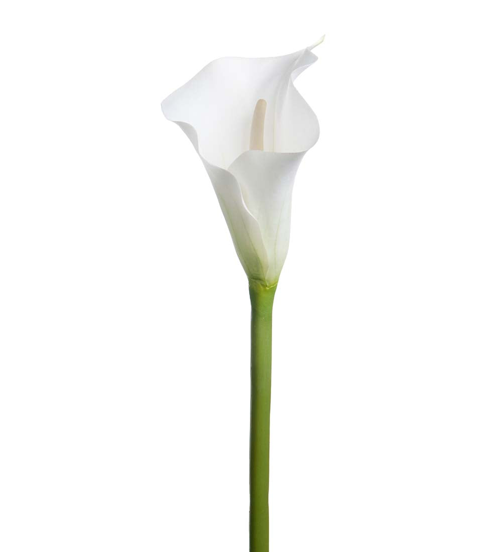 Calla