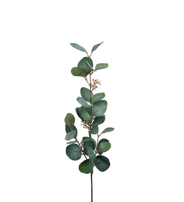 Eucalyptus med bär