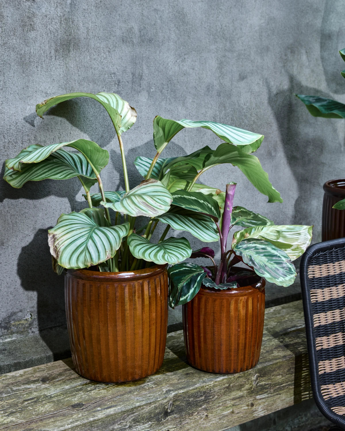 Planter, HDGroove, Brown stórur