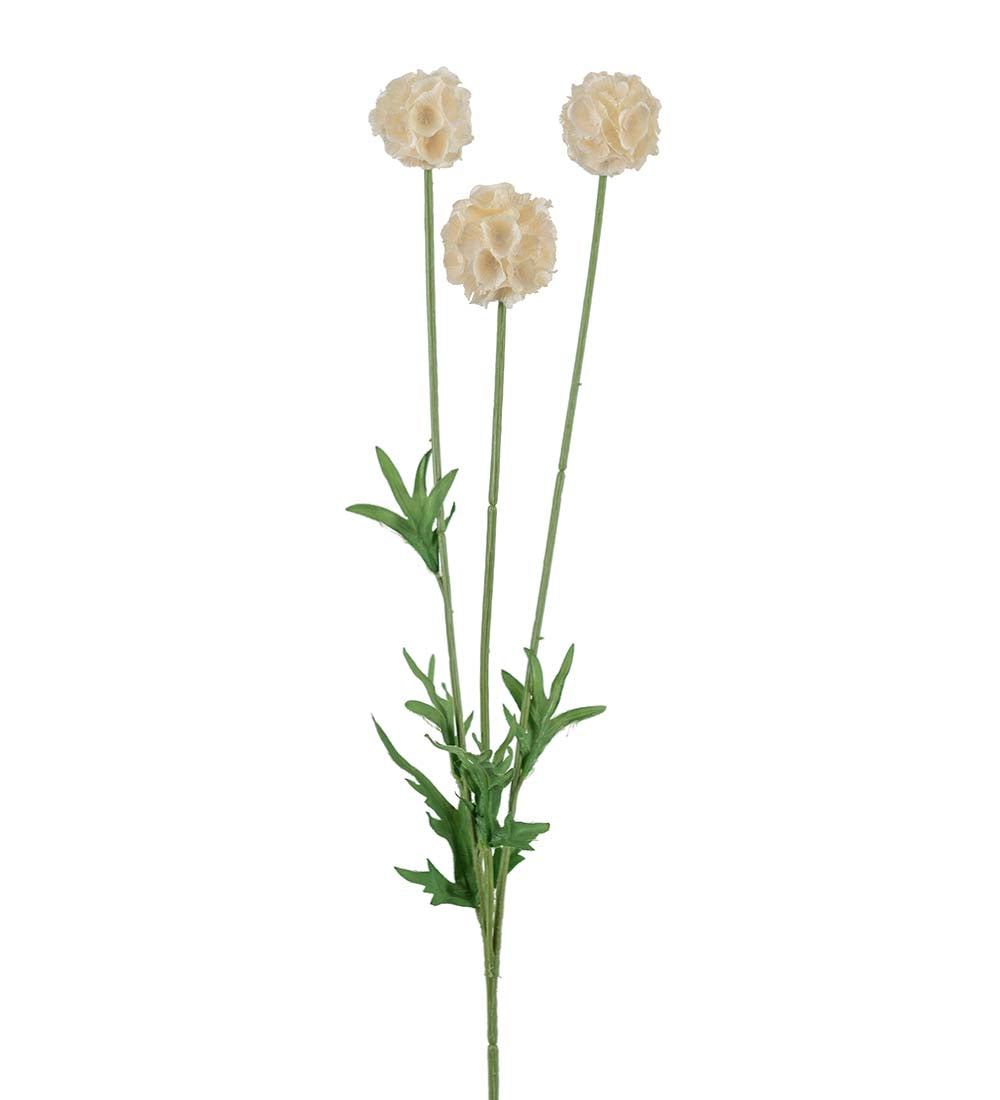 Scabiosa 1