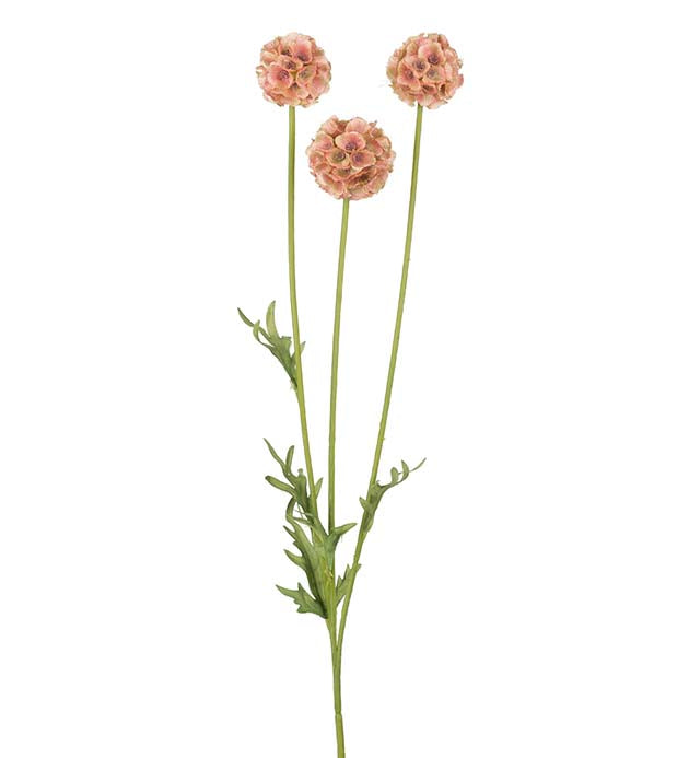 Scabiosa 2