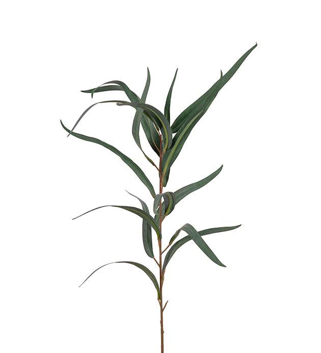 Eucalyptus 1