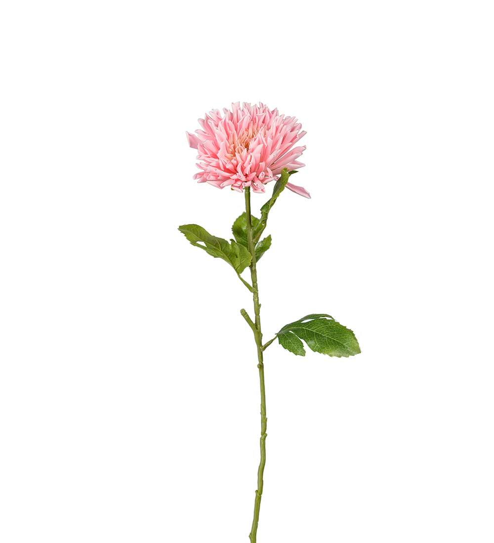 Chrysanthemum Pink