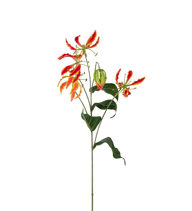 Gloriosa