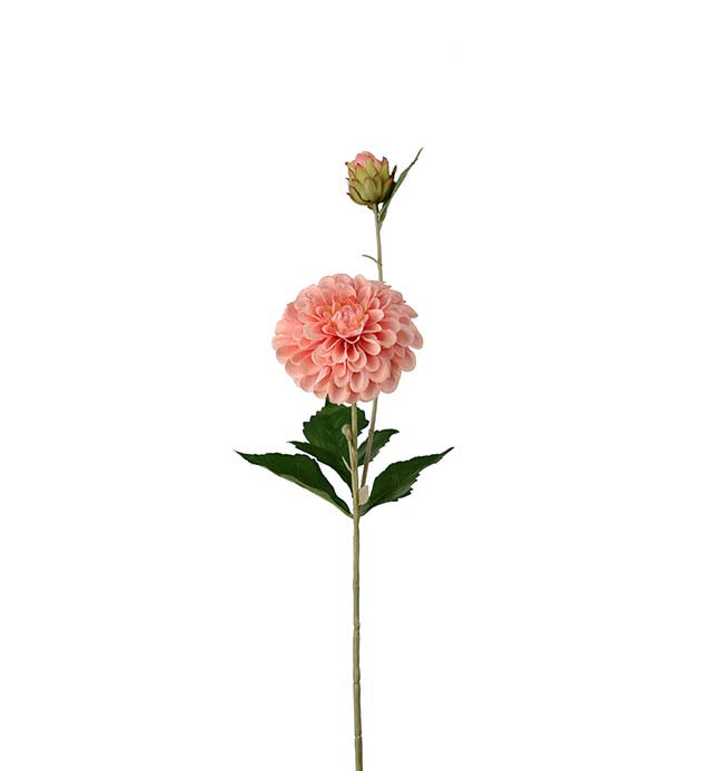 Dahlia