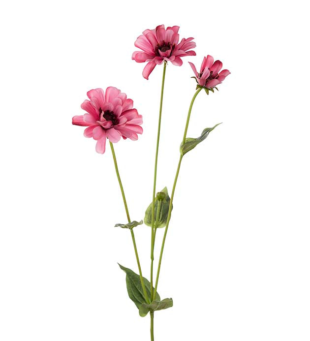 Zinna 2