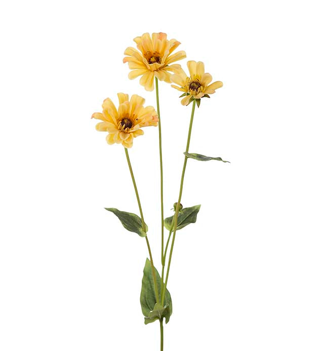 Zinna 3
