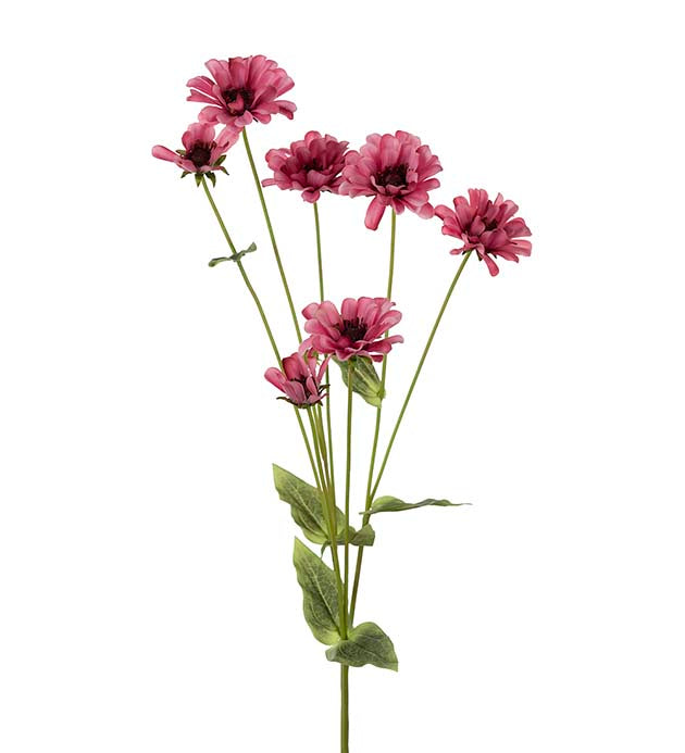 Zinna