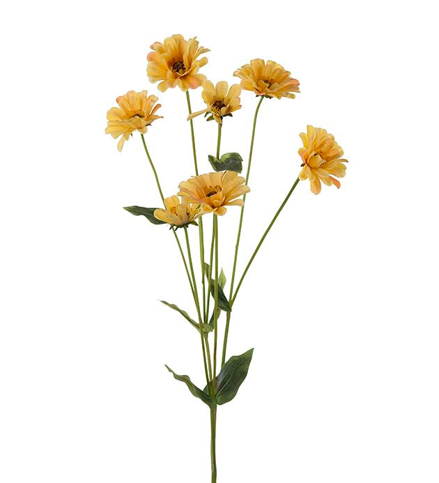 Zinna 1