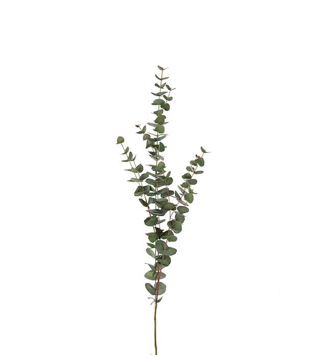 Eucalyptus stelkur