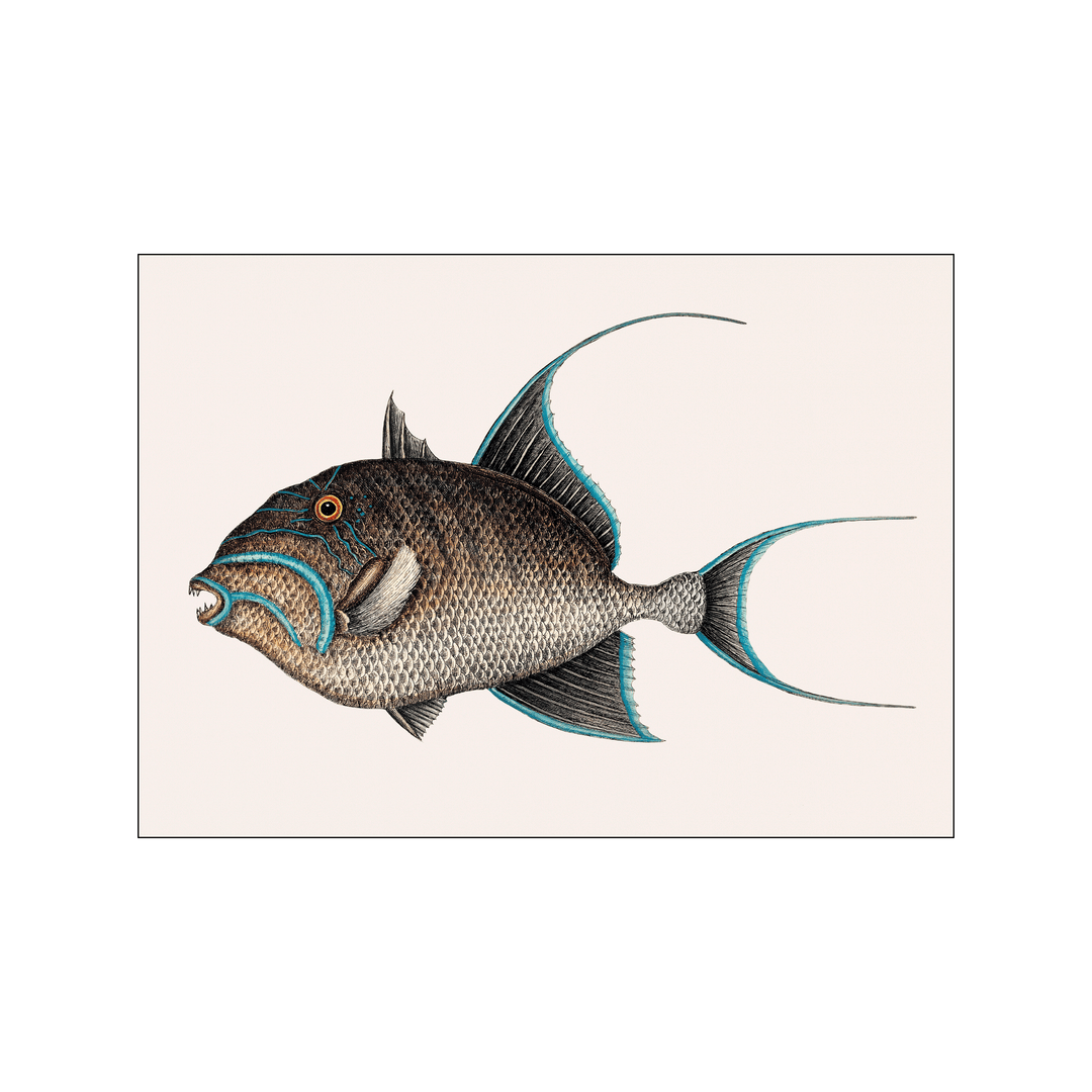 Old Wife Fish - 40 x 50 cm